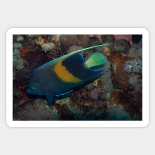 angelfish Sticker